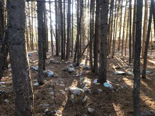 A forest scene with tall trees and colorful stones scattered on the ground, illuminated by soft sunlight.