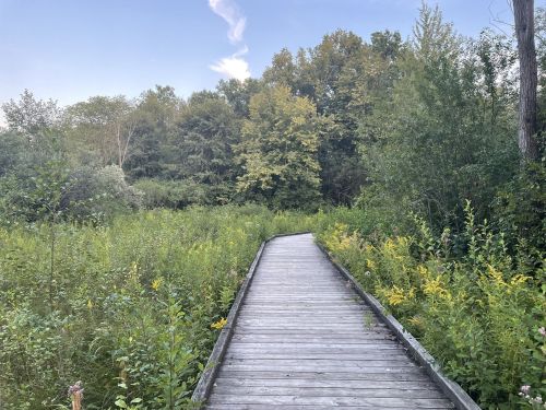 A wooden boardwalk leads through lush greenery and trees under a clear blue sky.