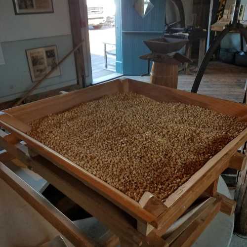 A wooden tray filled with grains sits in a rustic indoor space with tools and barrels in the background.