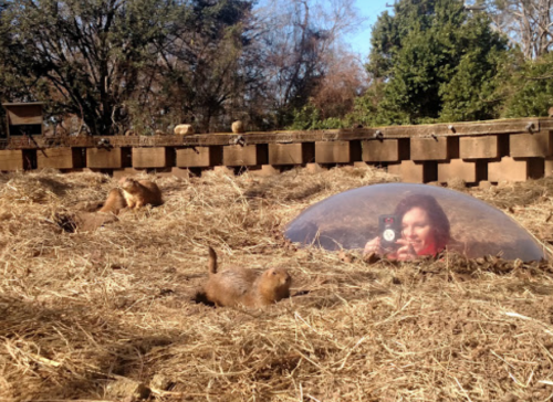A person takes a selfie while lying on straw, surrounded by playful animals in a natural setting.