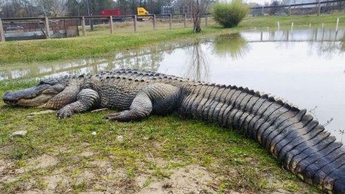 A large crocodile resting on the bank of a pond, surrounded by grass and trees.