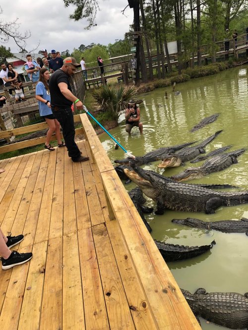 A person feeds alligators from a wooden platform while onlookers watch nearby in a swampy area.