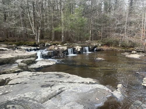 A serene forest scene featuring a small waterfall cascading over rocks into a calm stream, surrounded by trees.