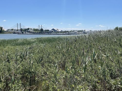 Lush green marshland in the foreground with a calm river and distant buildings under a clear blue sky.