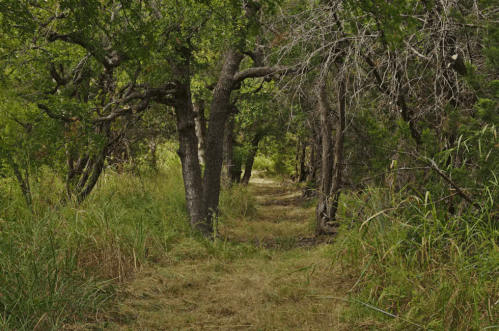 A narrow, overgrown path winding through a lush green forest with trees on either side.