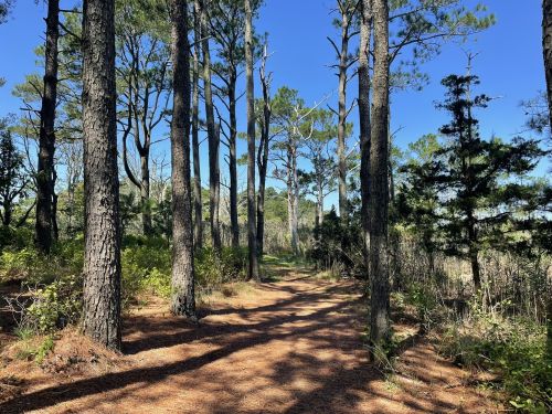 A serene forest path lined with tall trees and dappled sunlight filtering through the branches.
