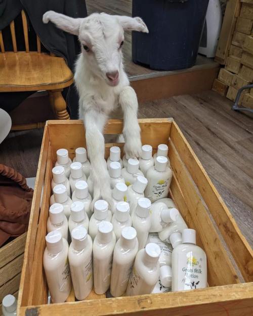 A playful goat stands in a wooden crate filled with bottles of goat milk lotion.