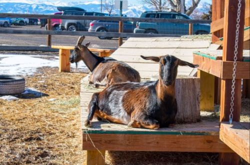 Two goats lounging on a wooden platform in a sunny outdoor setting, with mountains in the background.