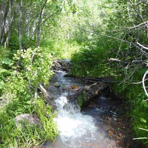 A serene forest scene featuring a small stream flowing through lush greenery and scattered logs.