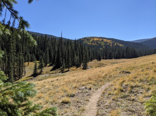 A scenic view of a grassy meadow surrounded by tall pine trees and distant mountains under a clear blue sky.