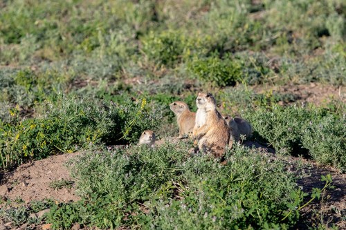 A group of five prairie dogs sitting in a grassy field, surrounded by green plants and flowers.