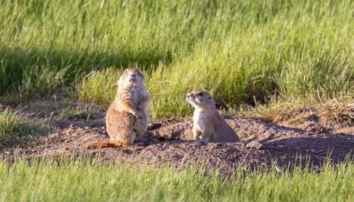 Two prairie dogs stand near their burrow in a grassy field, one alert and the other sitting calmly.