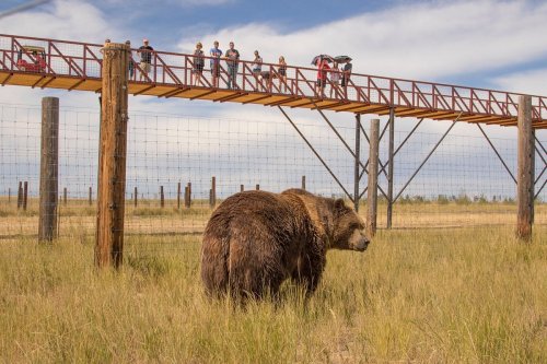 A bear stands in a grassy area below a wooden observation bridge with people watching from above.