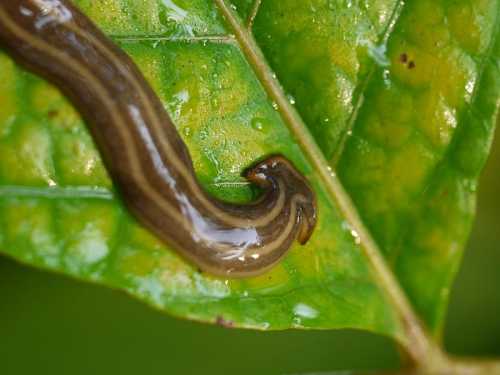 A close-up of a brown, elongated worm-like creature on a green leaf, with a shiny, wet surface.