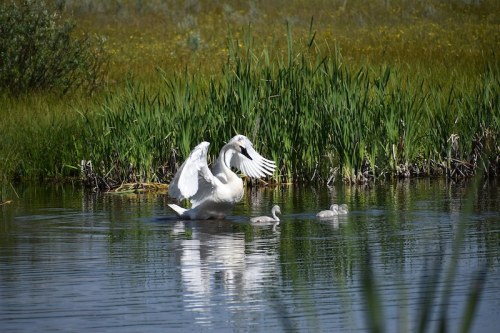 A white swan flaps its wings on a calm pond, with three cygnets swimming nearby amidst green reeds.