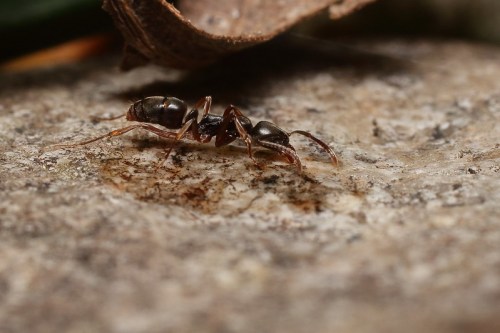 A close-up of a black ant crawling on a textured stone surface, with a leaf in the background.