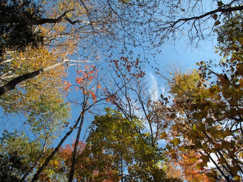 Looking up at a vibrant autumn sky through colorful trees with leaves in shades of orange, yellow, and green.