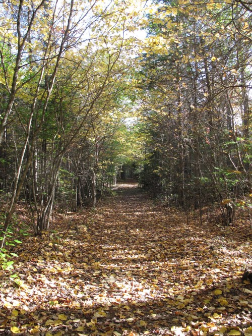 A serene forest path lined with trees, covered in colorful autumn leaves under a clear blue sky.
