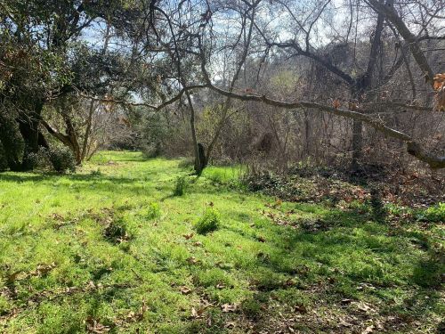 A serene, grassy area surrounded by trees and underbrush, with sunlight filtering through the branches.