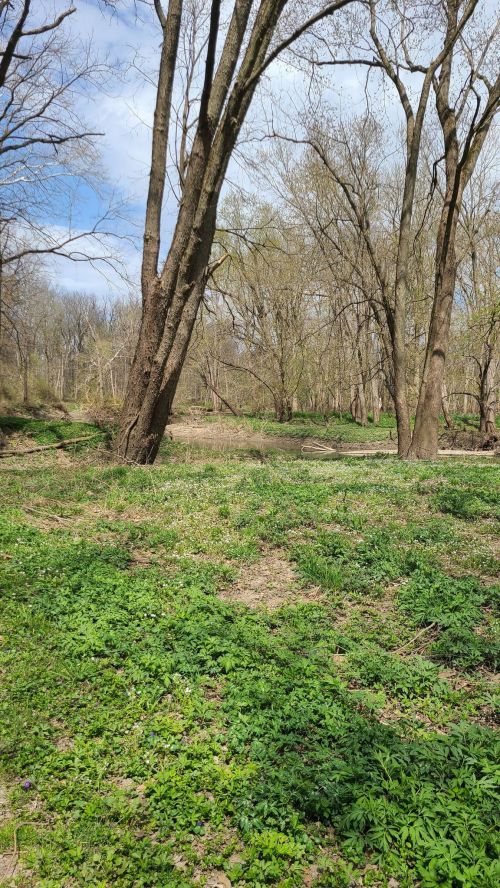 A serene landscape featuring tall trees and lush green ground cover under a clear blue sky.