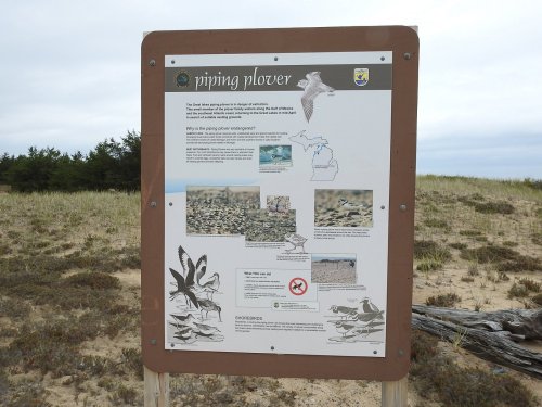 Informational sign about the piping plover, featuring text and images, set in a sandy, grassy area.