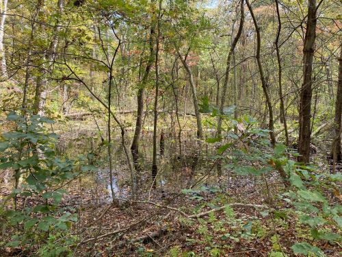 A serene forest scene featuring trees and a still, reflective swamp surrounded by lush greenery.