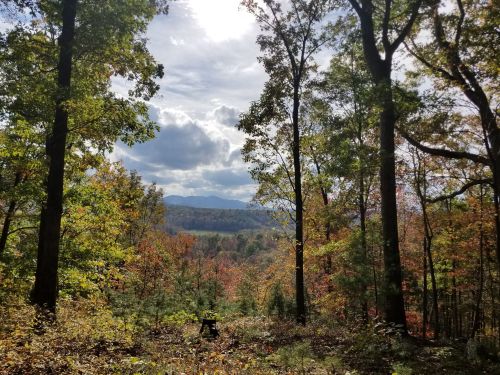 A scenic view of a forest in autumn, with colorful foliage and mountains in the distance under a partly cloudy sky.