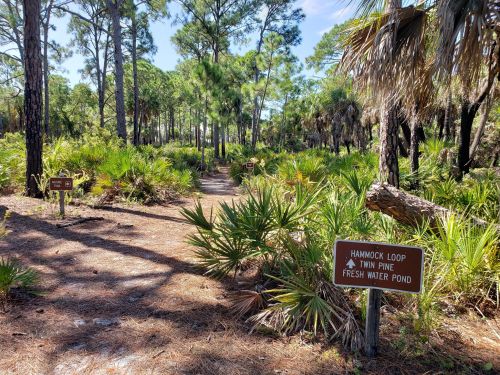 A forest path with signs for Hammock Loop and Twin Pine, surrounded by lush greenery and palm trees.