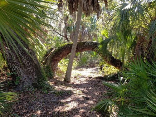 A sunlit path through a lush, green forest with a large, curved tree arching over the trail.