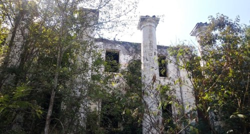 Overgrown ruins of a building with tall, weathered columns surrounded by dense greenery and trees.
