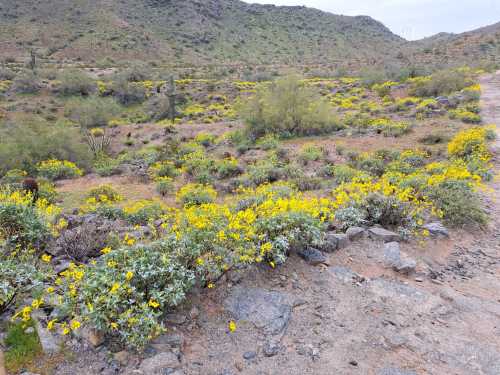 A desert landscape filled with vibrant yellow wildflowers and rocky terrain, surrounded by green shrubs and mountains.