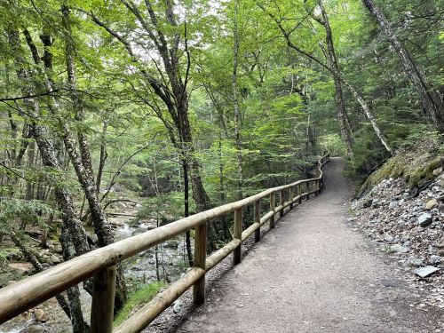A winding path through a lush green forest, bordered by wooden railings and a nearby stream.