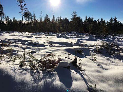 A snowy landscape with sun shining over a forested area, casting shadows on the snow-covered ground.