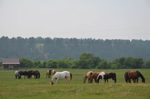 A group of horses grazing in a green field with trees and a rustic building in the background.