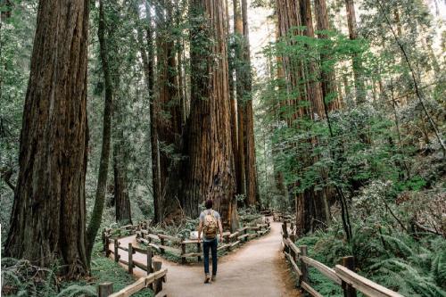 A person walks along a path surrounded by towering redwood trees in a lush forest.