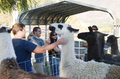 A group of people interacts with llamas in a farm setting, with a barn and mountains in the background.