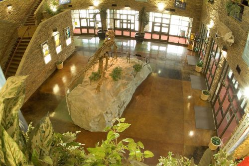 A spacious lobby featuring a dinosaur skeleton display surrounded by plants and large windows.