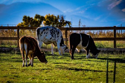 Three cows grazing in a green field with a wooden fence and mountains in the background under a clear blue sky.