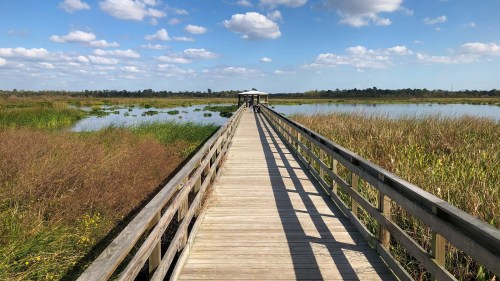 A wooden boardwalk leads to a gazebo over a serene wetland, surrounded by tall grasses and a blue sky with clouds.