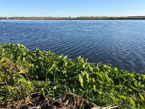 A serene view of a calm river with lush green plants along the bank under a clear blue sky.