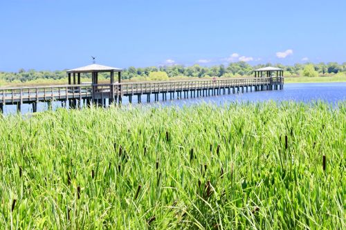 A wooden pier extends over a calm lake, surrounded by lush green reeds and a clear blue sky.