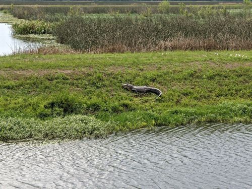 A large snake resting on the grass near a body of water, surrounded by tall reeds and greenery.