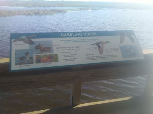 Sign about dabbling ducks, featuring images and information about their habitat and identification, near a water body.