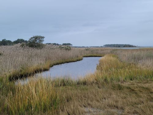 A serene wetland scene with tall grasses and a winding waterway under a cloudy sky.