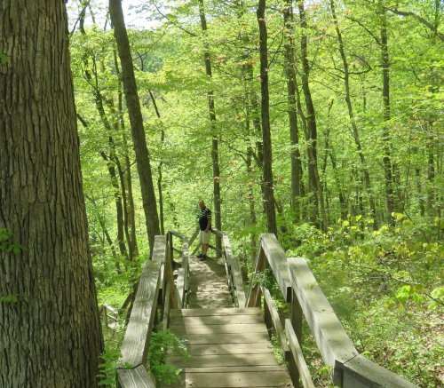 A person stands on a wooden staircase surrounded by lush green trees in a forest.