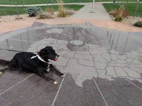 A black and white dog lies on a large map design, with a compass rose at the center, in a park setting.