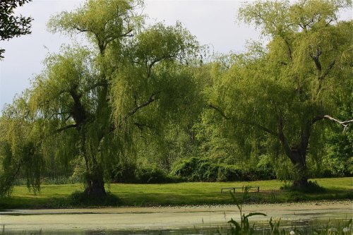 Two large willow trees stand by a serene pond, surrounded by lush greenery and a calm, reflective water surface.