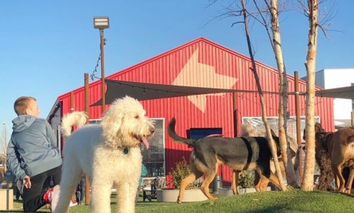 A child plays in a park with a white dog and other dogs, with a red building in the background under a clear blue sky.