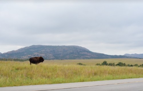 A lone buffalo stands in a grassy field with mountains in the background under a cloudy sky.