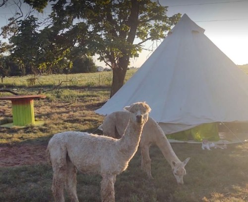 Two alpacas stand near a large white tent in a grassy field with trees in the background.